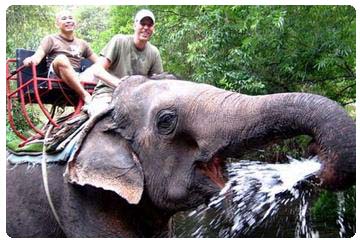 khao-yai-national-park-and-elephant-ride-day-trip-from-bangkok-in-bangkok