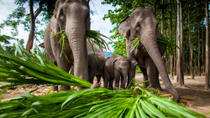 Chiang Mai Adventure: Elephant Camp, Zipline, Whitewater Rafting and ...  